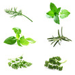 Set of Fresh Herbs