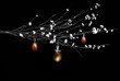 Easter eggs hanging on branch