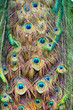 peacock feather