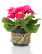 Beautiful pink primula in flowerpot, isolated on white