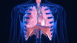 X-ray scanner of human lugs. Loop-ready
