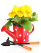 Beautiful yellow primula in watering can, isolated on white
