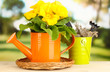 Beautiful yellow primula in watering can