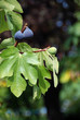 Ripe figs on a fig tree