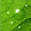 Vector water drops on green leaf macro background.