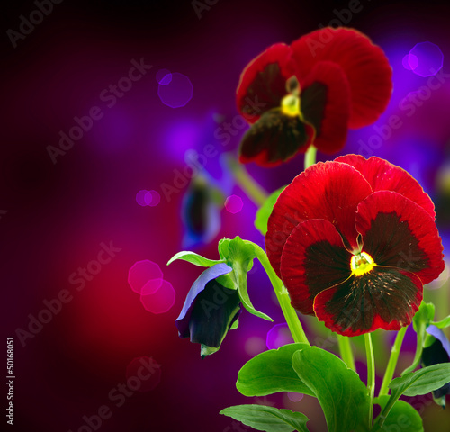 Photo: Spring Flowers Pansy over Black Spring Flowers Pansy over Black