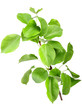 Young green sprout of apple-tree