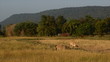 Cowhavingfodde local thailand