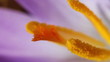 Krokusse - Crocus - Staubblätter