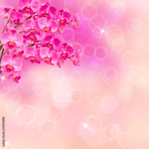 Illustration: pink orchid branches pink orchid branches