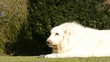 Hund am kauen