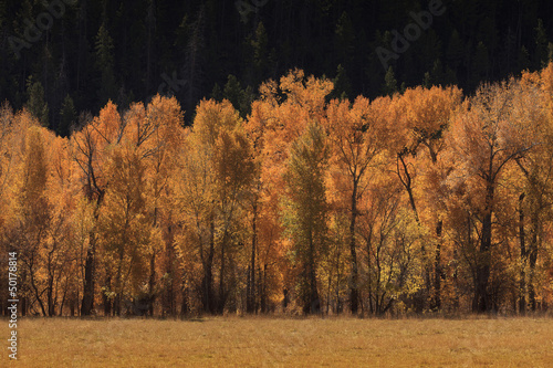 Photo: Trees with yellow autumn leaves Trees with yellow autumn leaves