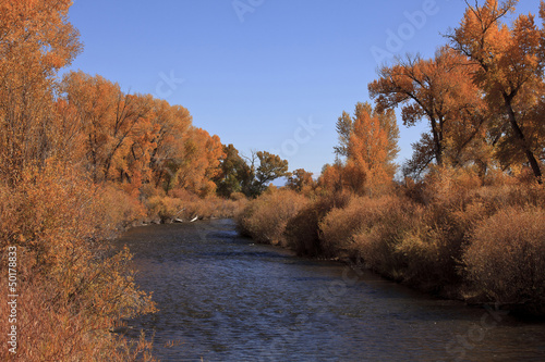 Photo: Trees with yellow autumn leaves near stream Trees with yellow autumn leaves near stream