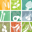 Set organic icons. Vegetables.
