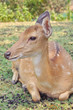 japanese deer