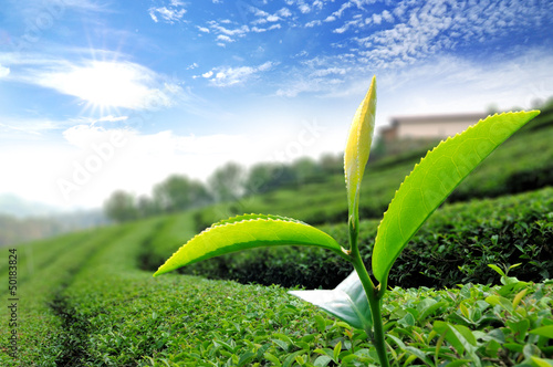 Photo: Green tea leaf Green tea leaf