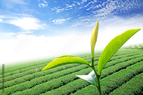 Photo: Green tea leaf Green tea leaf
