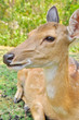 japanese deer