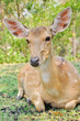 sika deer