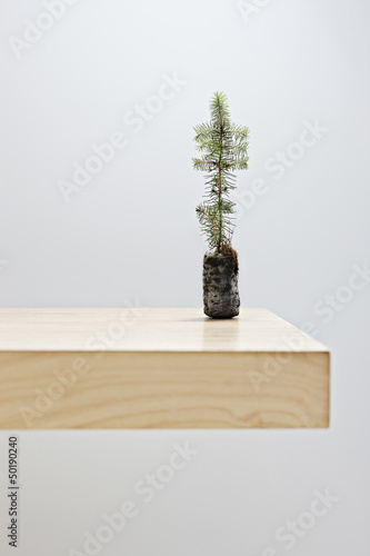 Photo: Small tree on table top Small tree on table top