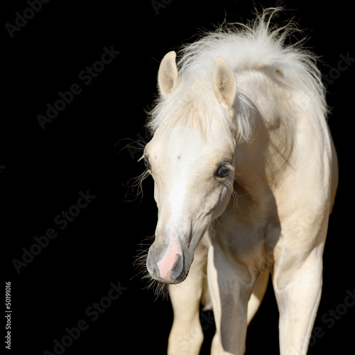 Photo: Newborn horse baby, Welsh pony foal isolated on black Newborn horse baby, Welsh pony foal isolated on black