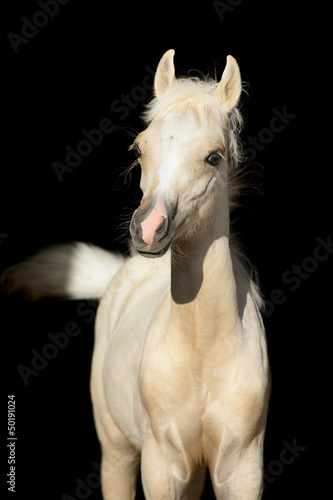 Photo: Newborn horse baby, Welsh pony foal isolated on black Newborn horse baby, Welsh pony foal isolated on black