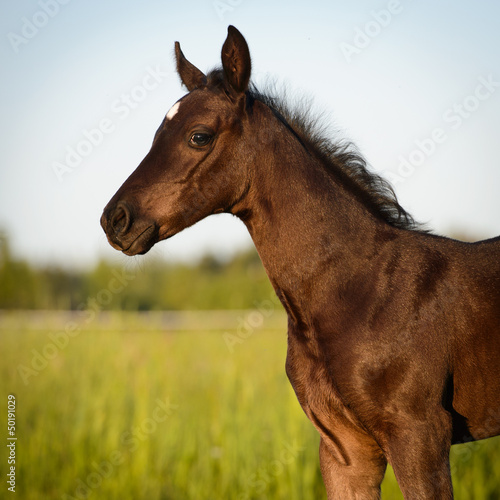 Photo: Newborn horse baby, Welsh pony foal Newborn horse baby, Welsh pony foal