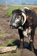 English Long Horn Cattle on the Somerset Levels