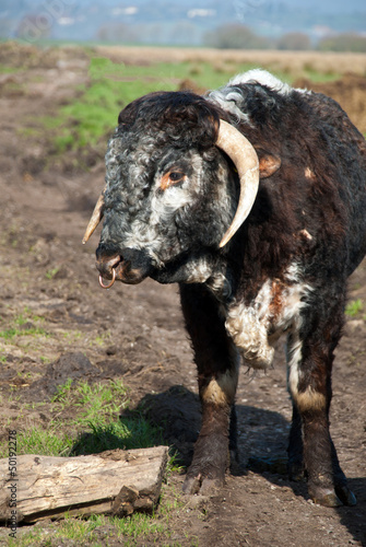 Photo: English Long Horn Cattle on the Somerset Levels English Long Horn Cattle on the Somerset Levels