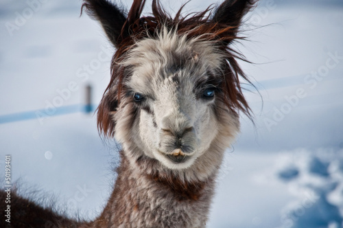 Photo: lama lama