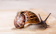 Foto: Gefleckte Weinbergschnecke Gefleckte Weinbergschnecke