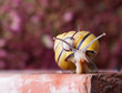 Foto: Gebänderte Schnirkelschnecke Gebänderte Schnirkelschnecke