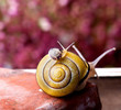 Foto: Gebänderte Schnirkelschnecke Gebänderte Schnirkelschnecke