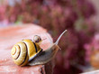 Foto: Gebänderte Schnirkelschnecke Gebänderte Schnirkelschnecke