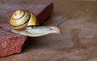 Foto: Gebänderte Schnirkelschnecke Gebänderte Schnirkelschnecke