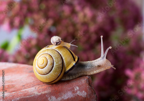 Photo: Gebänderte Schnirkelschnecke Gebänderte Schnirkelschnecke