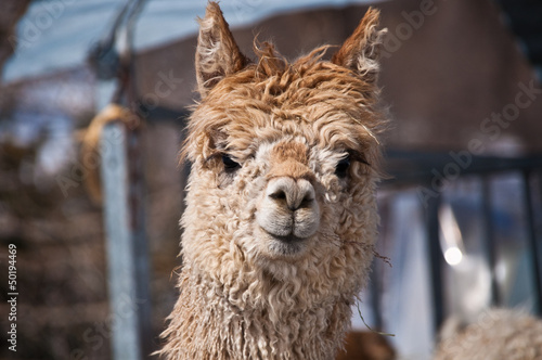 Photo: brown lama brown lama