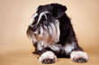 schnauzer dog portrait laying down