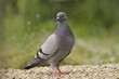 Photo: Rock Pigeon Rock Pigeon