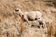 sheep in drought