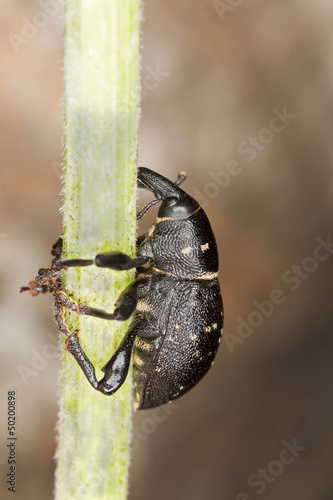 Photo: Liparus coronatus climbing stem, macro photo Liparus coronatus climbing stem, macro photo