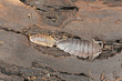 Woodlouses, extreme macro close-up with high magnification