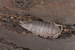Woodlouse, extreme macro close-up with high magnification
