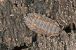 Woodlouse, extreme macro close-up with high magnification