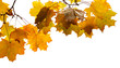 leaves on white