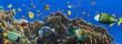 Coral and fish