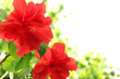 Red hibiscus flower