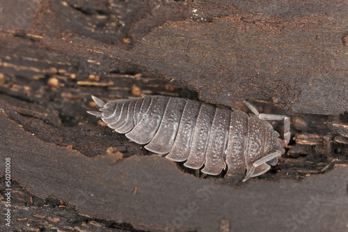 Photo: Woodlouse, extreme macro close-up with high magnification Woodlouse, extreme macro close-up with high magnification