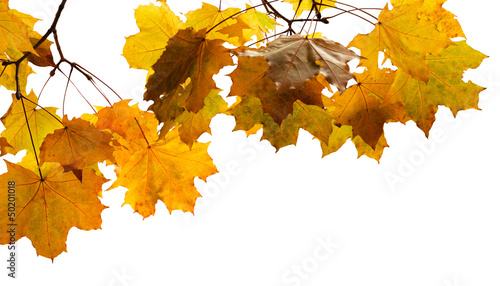 Photo: leaves on white leaves on white