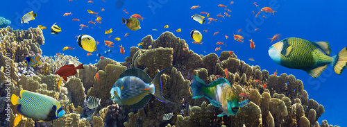 Photo: Coral and fish Coral and fish